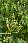 Smallspike false nettle