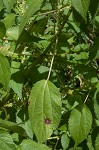 Smallspike false nettle