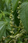 Smallspike false nettle