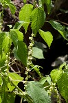 Smallspike false nettle