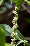 Smallspike false nettle