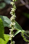 Smallspike false nettle