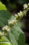 Smallspike false nettle