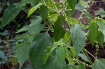 Smallspike false nettle