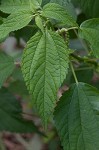 Smallspike false nettle