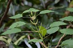 Smallspike false nettle