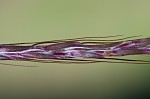 Yellow bluestem