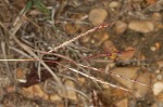 Yellow bluestem