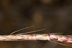 Yellow bluestem