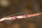 Yellow bluestem