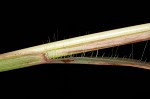 Yellow bluestem