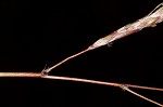 Yellow bluestem