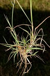 Yellow bluestem