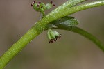 Hoary bowlesia