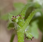 Hoary bowlesia