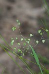 Little quakinggrass