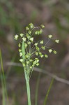 Little quakinggrass