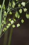 Little quakinggrass