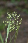 Little quakinggrass