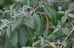 Butterfly bush