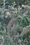 Butterfly bush