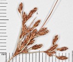 Densetuft hairsedge