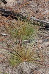 Densetuft hairsedge