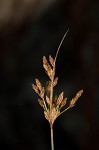 Densetuft hairsedge