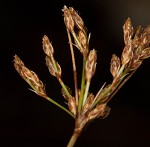 Densetuft hairsedge