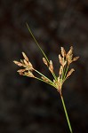 Densetuft hairsedge