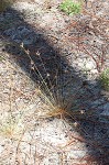 Densetuft hairsedge