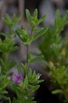 Seaside petunia