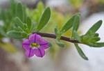 Seaside petunia