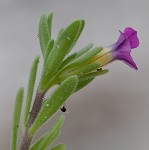 Seaside petunia