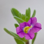 Seaside petunia