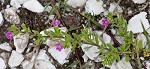 Seaside petunia