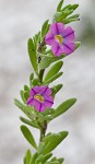 Seaside petunia