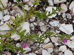 Seaside petunia