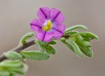 Seaside petunia