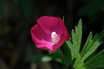 Purple poppy-mallow