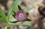 Purple poppy-mallow