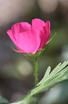 Purple poppy-mallow