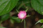 Purple poppy-mallow