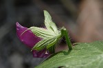 Purple poppy-mallow