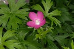 Purple poppy-mallow