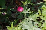 Purple poppy-mallow