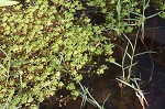 Twoheaded water-starwort