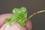 Twoheaded water-starwort