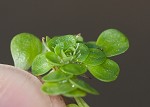 Twoheaded water-starwort