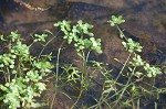 Twoheaded water-starwort